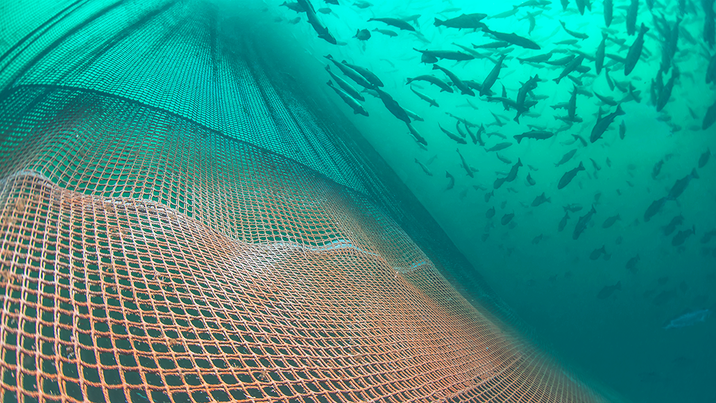 AKVA group fish net